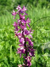 Ятрышник мужской 002